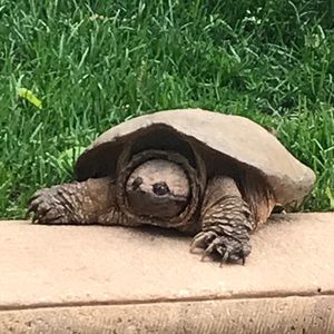 Meet your Posher, Harry